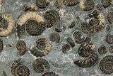 Fossil Ammonite (Promicroceras) Cluster - Marston Magna, England #351248-1